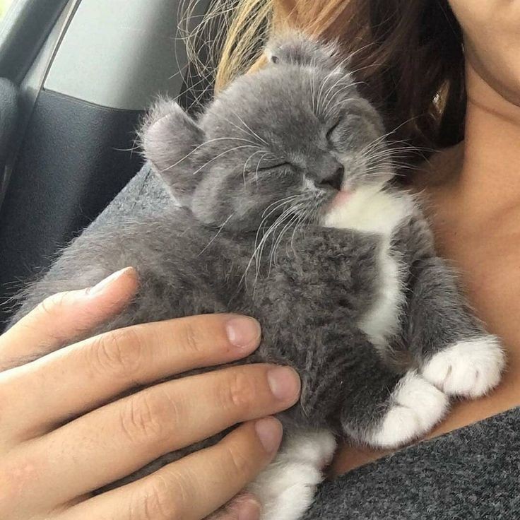 Salierilovesyou's tweet photo. Спокойной ночи, мои дорогие детки. Завтра я уезжаю в важную поездку по поводу "Фальстафа" и не смогу быть с вами рядом, но по возвращении я обяза��ельно привезу гостинцы🤎 https://t.co/mZAA0LXQou