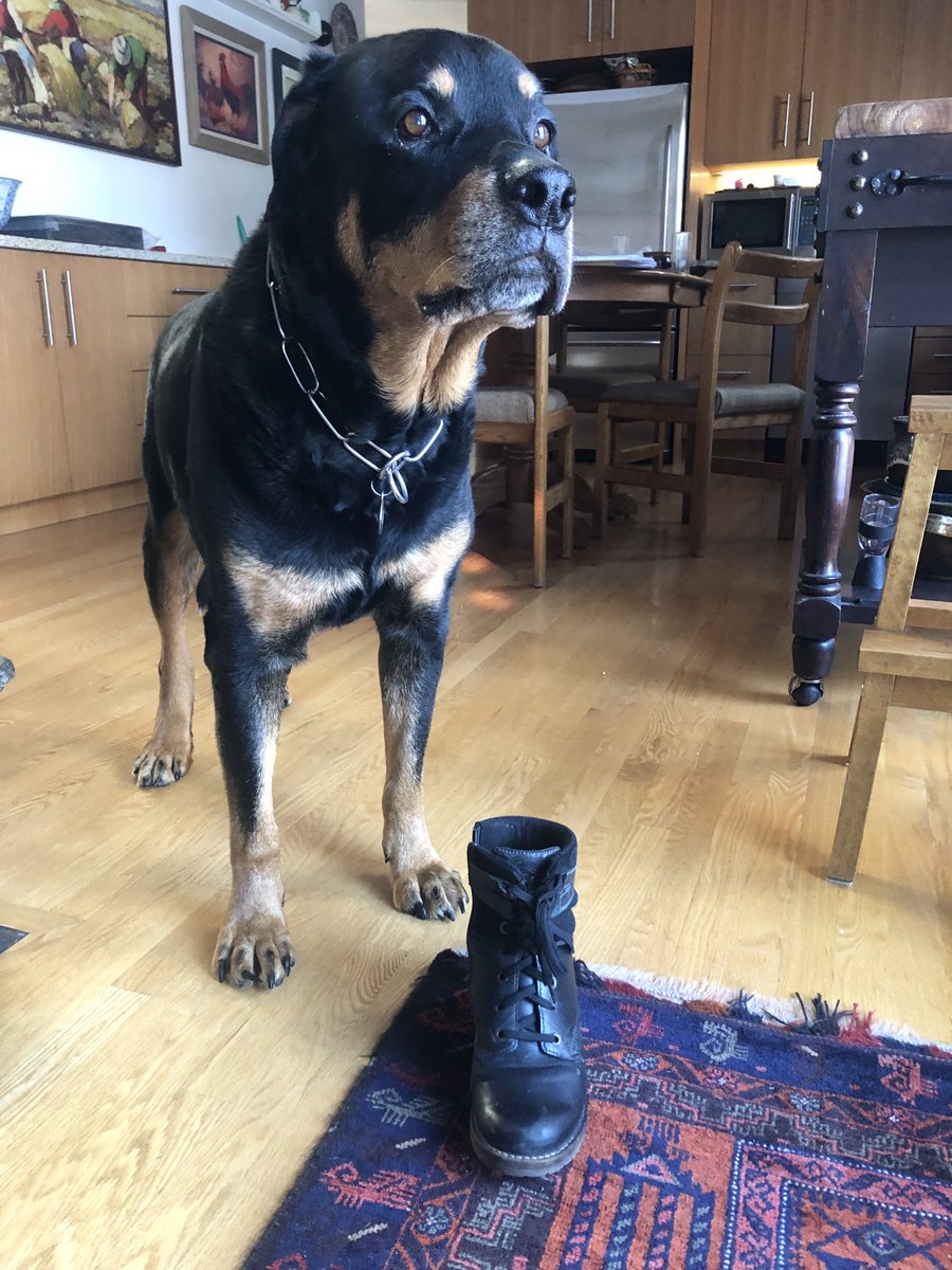 nprytuluk's tweet photo. When your dog brings you your boot and looks outside longingly, it’s time to put down the phone…#DogsofTwitter #TimeforWalkies #RottieLove https://t.co/EV3ptKxq2N