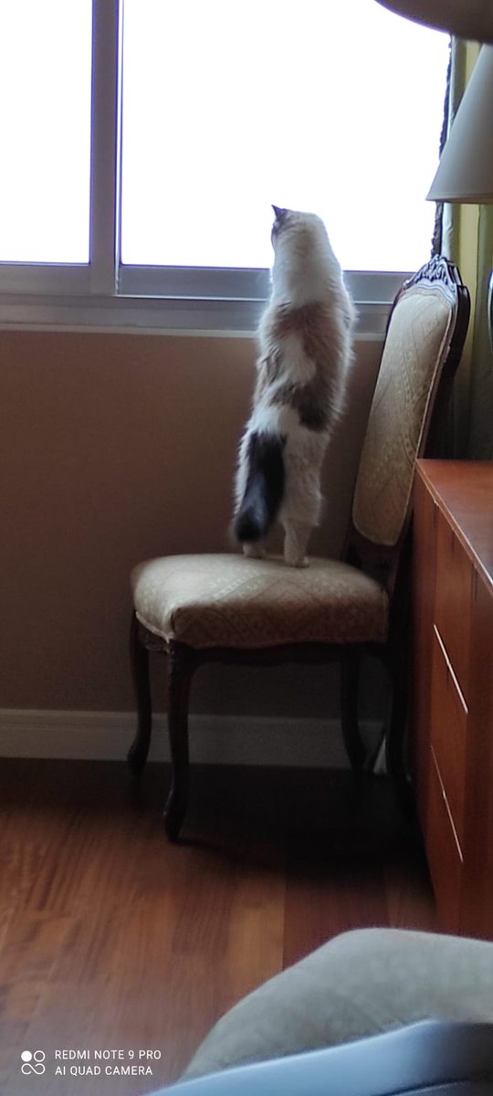 Looooooong Raton for #caturday
