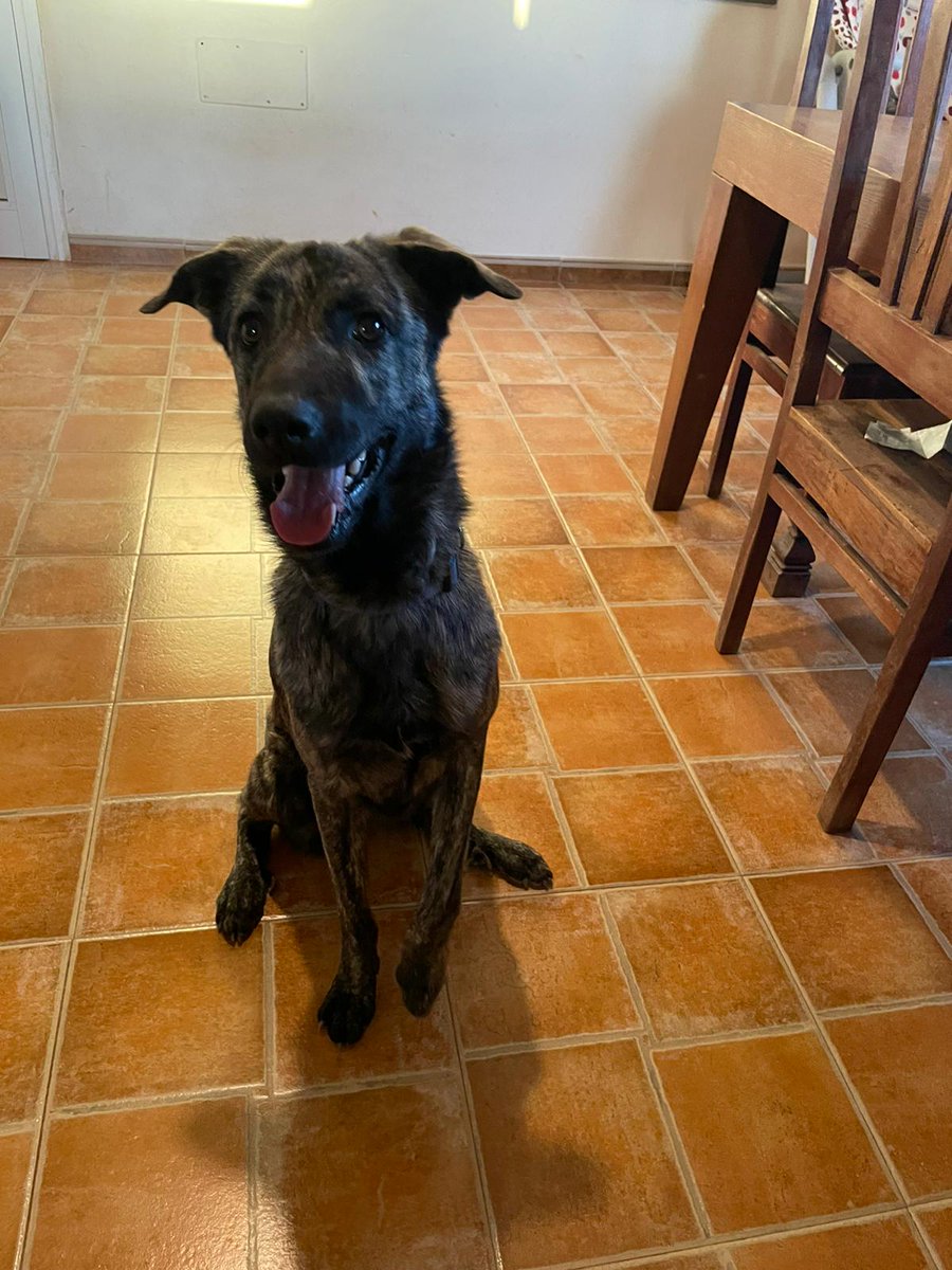 BardinosS's tweet photo. ❤️ANOUK ❤️
es guapo, es sociable, es cariñoso y nadie pregunta para el... Tiene 18 meses, y quiere que alguien lo quiera para la vida.
No entendemos porque no haya roto ningún corazón 😭
Amor nosotros te queremos y llegará tu familia... Te lo #prometo
En #adopción ❤️❤️#bardino https://t.co/pEhmMOn4P9