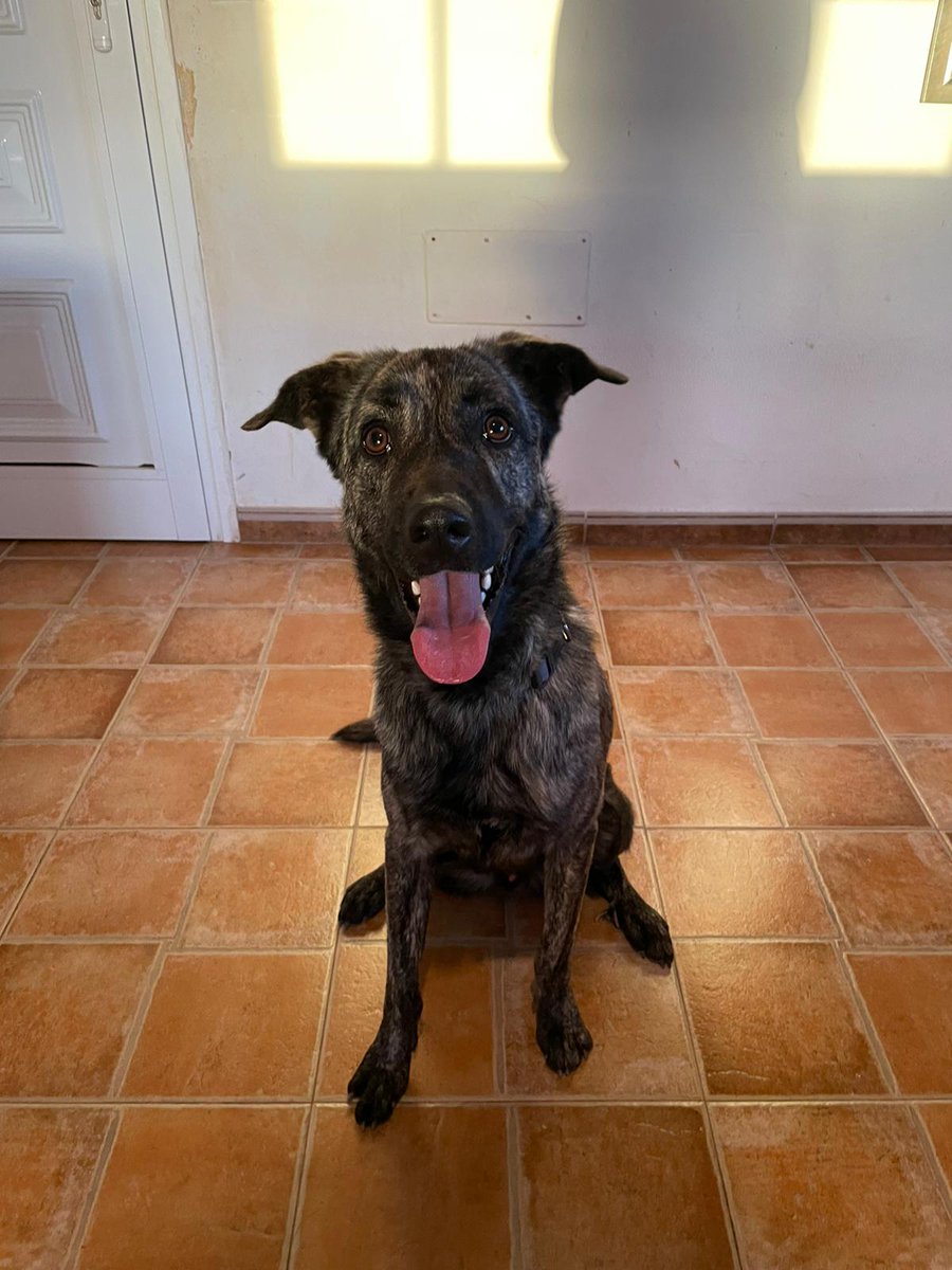 BardinosS's tweet photo. ❤️ANOUK ❤️
es guapo, es sociable, es cariñoso y nadie pregunta para el... Tiene 18 meses, y quiere que alguien lo quiera para la vida.
No entendemos porque no haya roto ningún corazón 😭
Amor nosotros te queremos y llegará tu familia... Te lo #prometo
En #adopción ❤️❤️#bardino https://t.co/pEhmMOn4P9