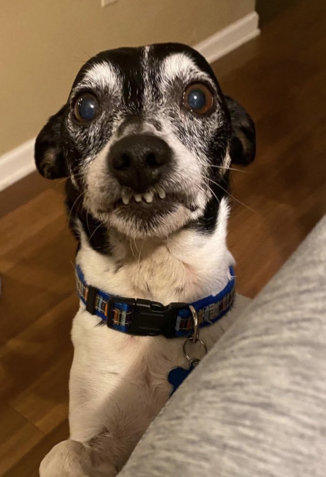 WeRateDogs tweet media