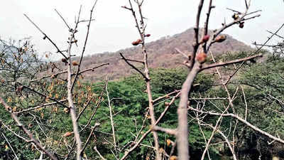 SoniaCAdhana's tweet photo. #Guggal plant known for its medicinal properties
recently listed on
#Endangered species list of #IUCN

Mostly cultivated in arid &amp; semi-arid regions, plant was once found in abundance in the foothills of #Aravalli range in #Rajasthan and #Gujarat https://t.co/rZgqJJ6vzP