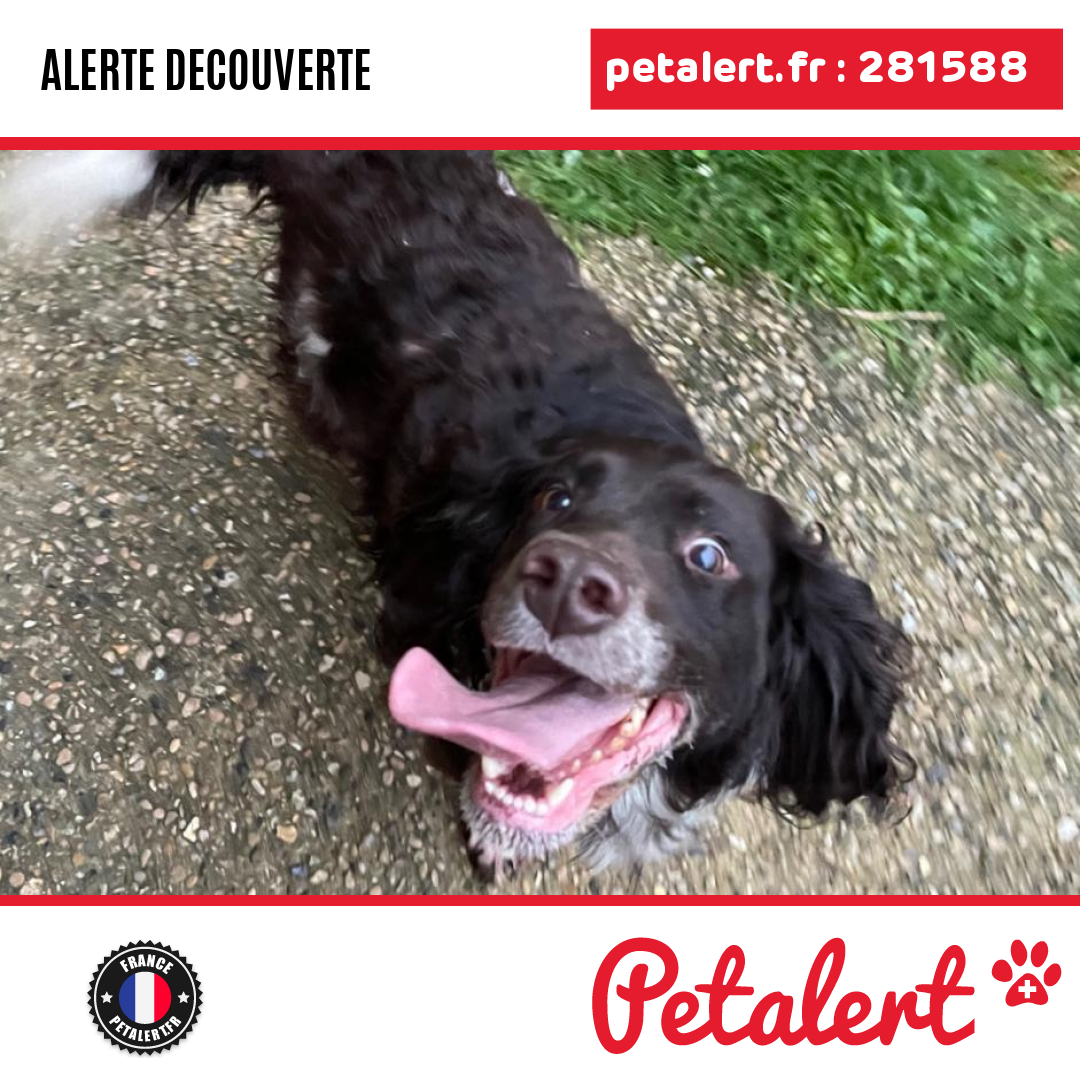 Trouvé #Chien #Essonne #SaintrySurSeine #Petalert  #PetAlert91 / p3t.co/gWzG2