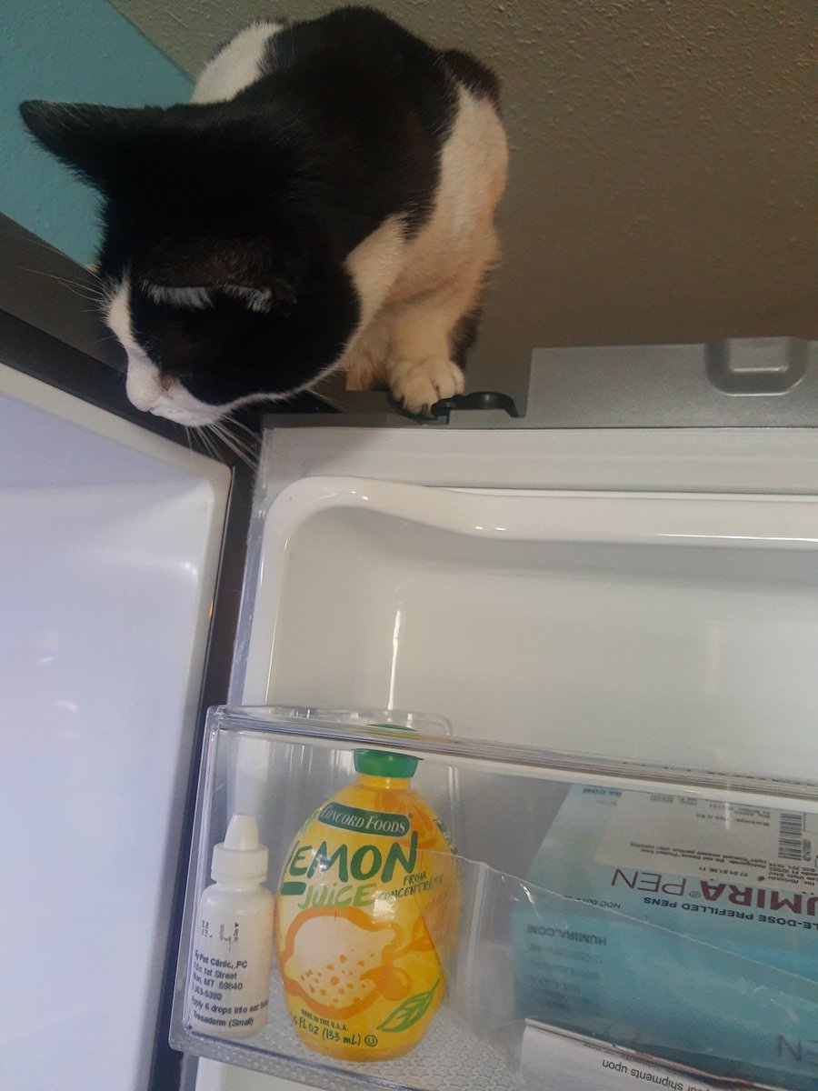 demontripod's tweet photo. You got any of those, uh, hams in there? I could sure use a ham. I'm just a half starved baby. I haven't eaten in hours. Come on now! #CatsOfTwitter #tinytyrant #fridgeguard https://t.co/J9HxcqLgN7