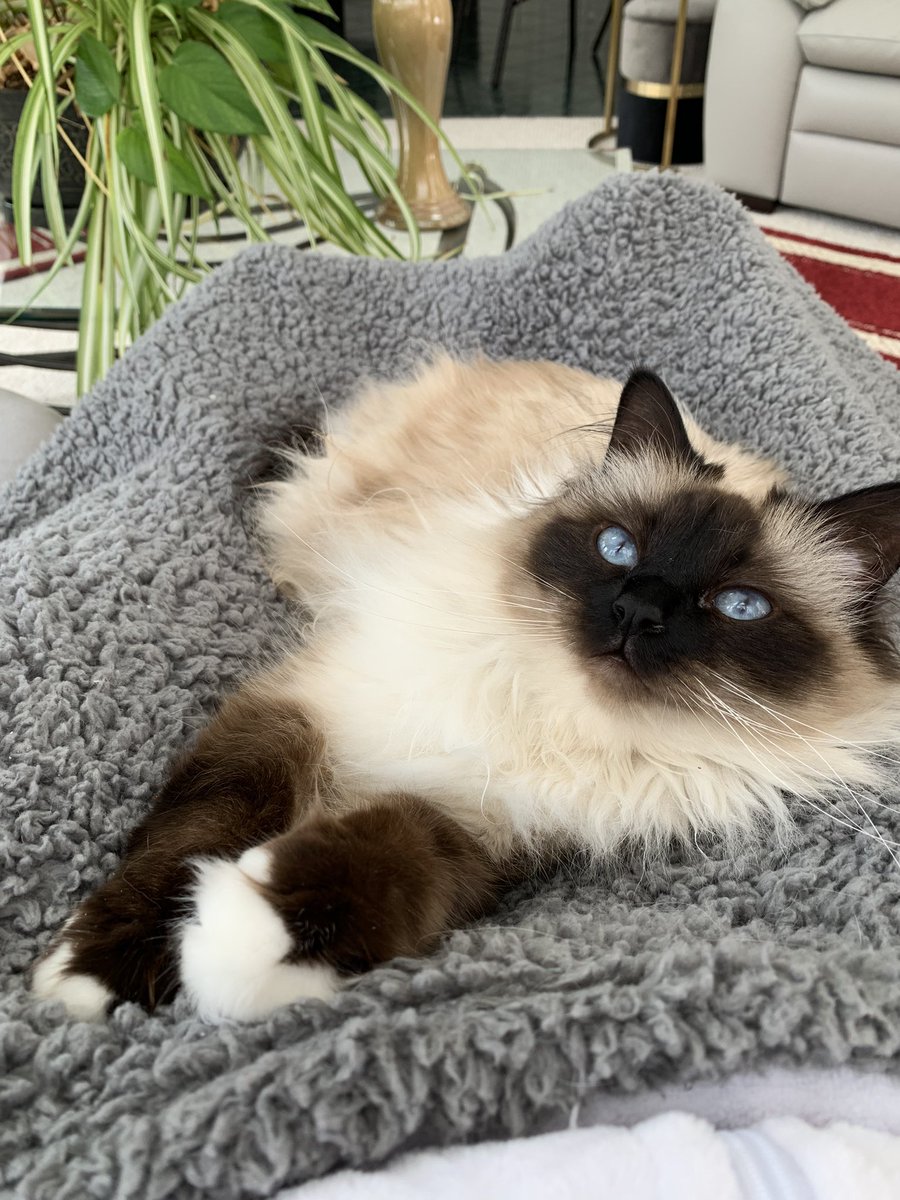 Hello, it’s #Caturday and I’m here for a nap with you♥️
            ♥️💋Cali💋♥️
       #Cats #CatsOfTwitter