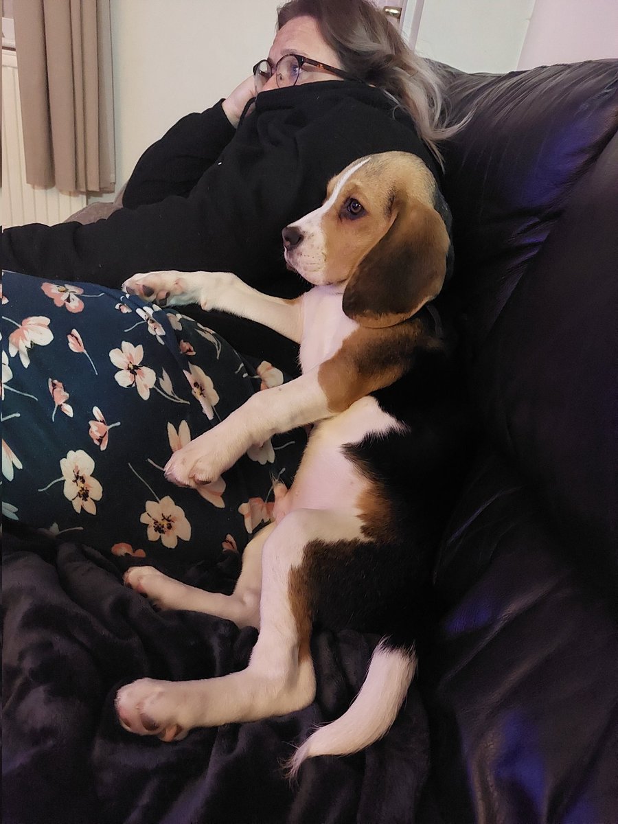 Av_Pictures's tweet photo. Buddy the 4 month Beagle watching #Crufts https://t.co/ko4I1NvxA6