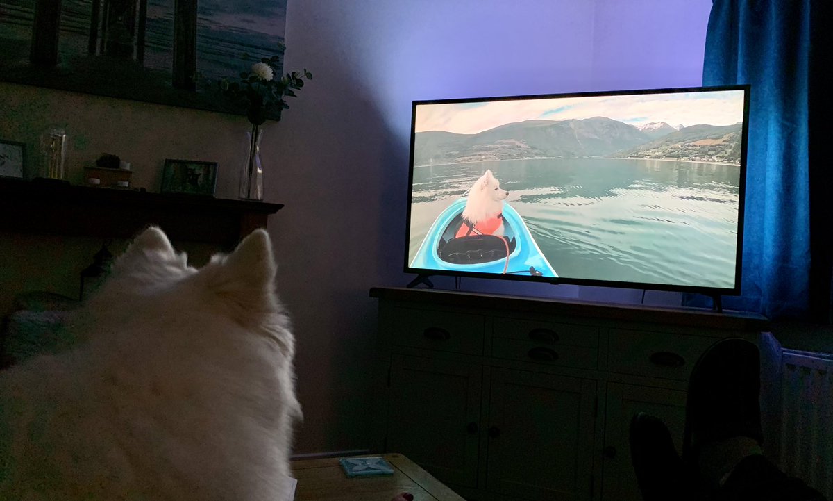 StitchSpitz's tweet image. Looks fun, boat trip when the weathers warmer 🐾 🛶 #DogsofTwittter #Spitzlife #SplishSplash