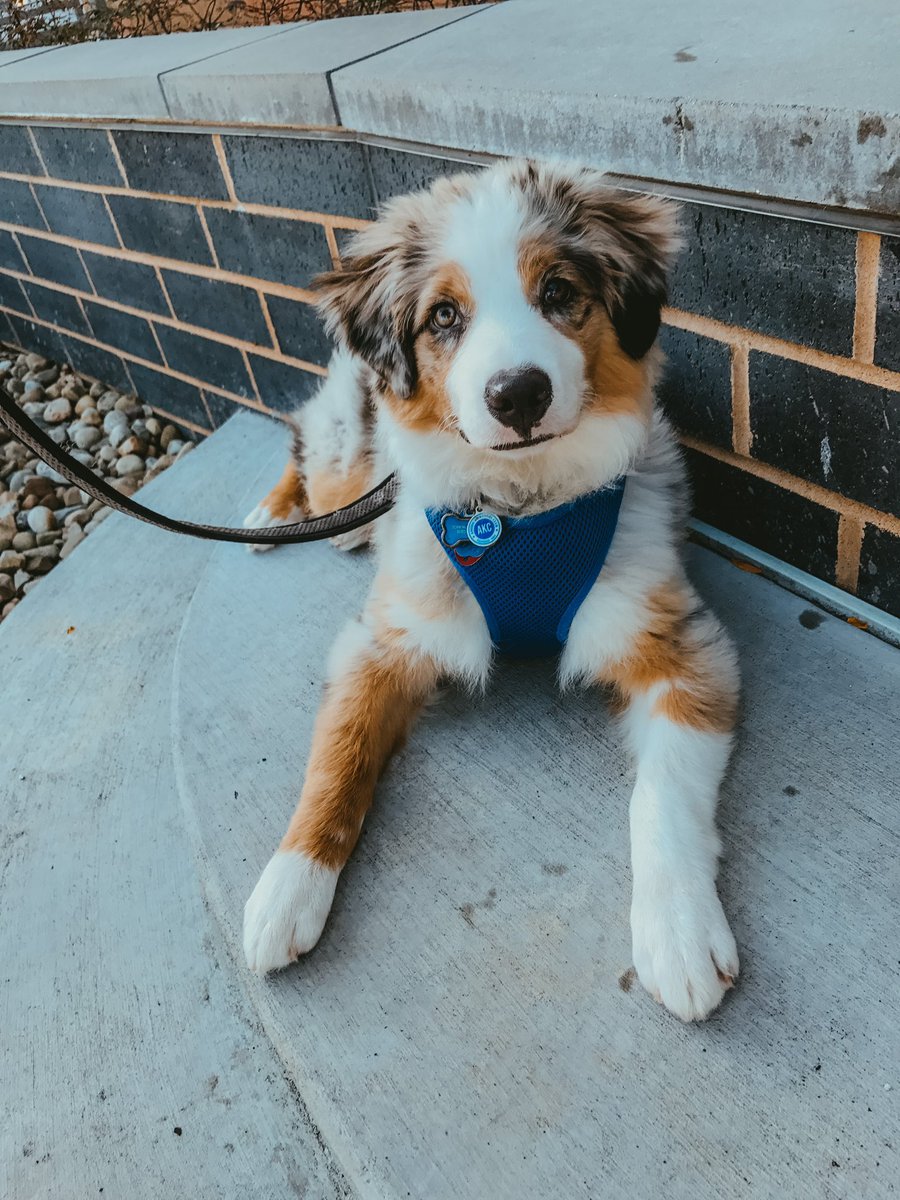 Ares and Apollo - same stoop, different pups 🥲 #australianshepherd #dogsoftwitter #dogs #puppy