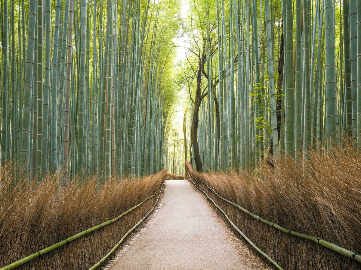 Forest_Bathing's tweet photo. So serene...Arashiyama Bamboo Grove, Kyoto, Japan
"While we could go on about the ethereal glow and seemingly endless heights of this bamboo grove on the outskirts of Kyoto, the pleasures here extend beyond the visual realm." (photo credit: JKKIM) https://t.co/gcfMhgR5g2