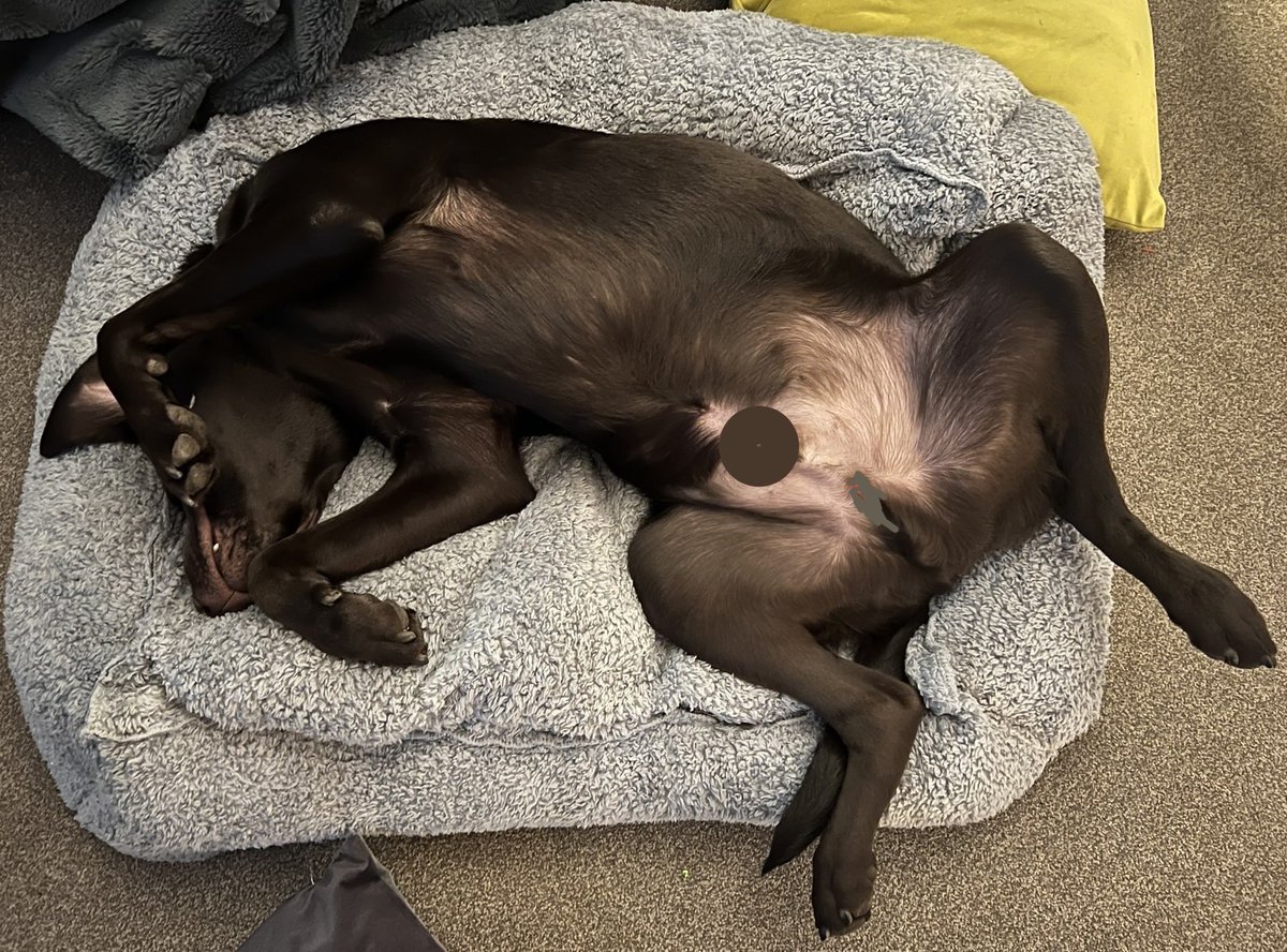ChocolateAsbo's tweet photo. This new bed is blimmin lovely! https://t.co/MZSl6HyoqQ