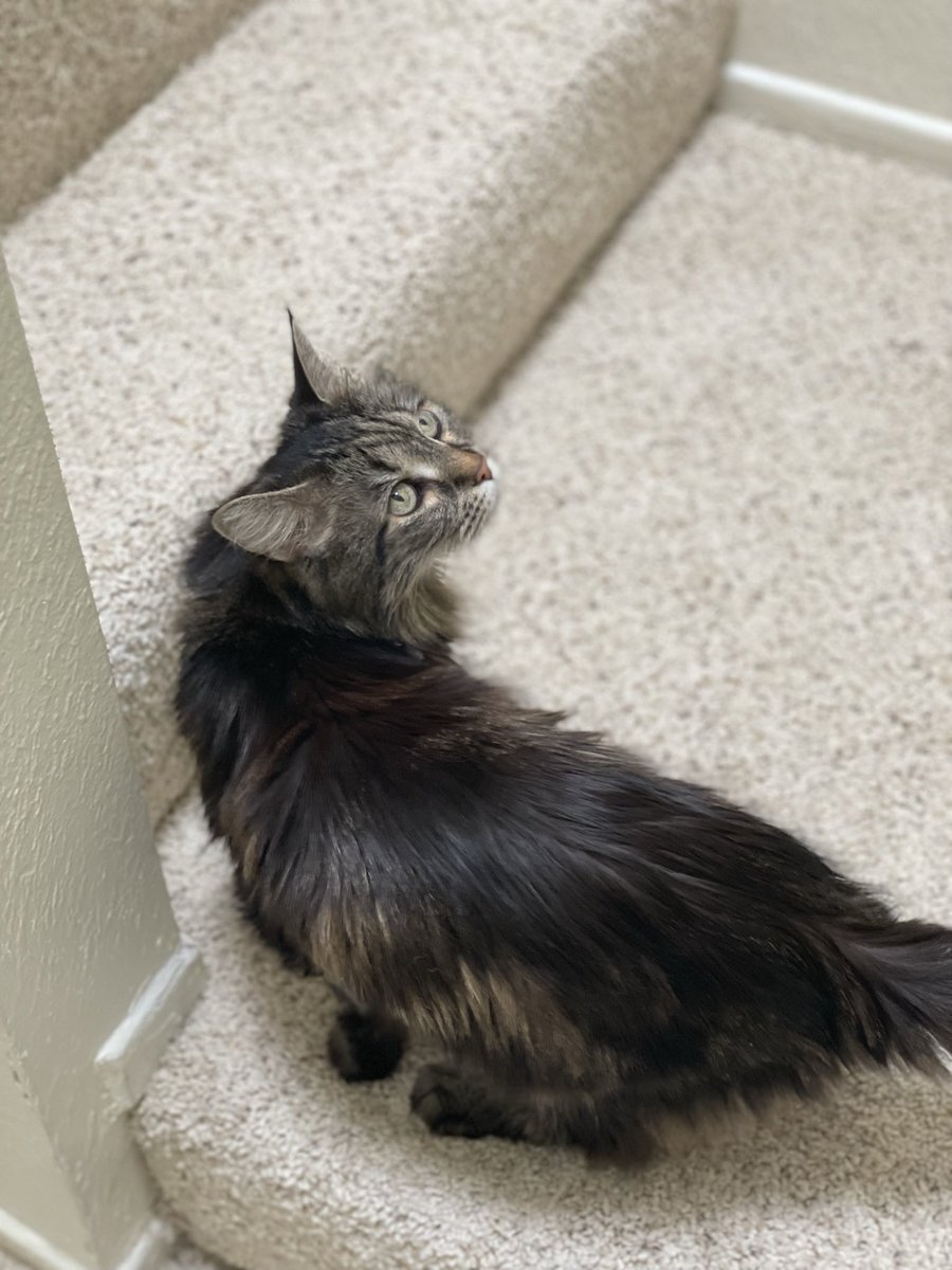 CatsWithJazz's tweet photo. Help Stripie on her way into the pages of Catster Magazine to take home a $5,000 cash prize! https://t.co/WbrsqesFaF

#catswithjazz #vote #freevote #voteforstripie #catsitter #catlover #catmom https://t.co/3Nji5a8BdJ