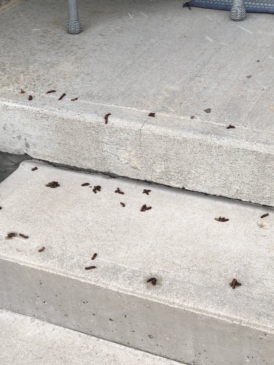 Anyone help me what pooped on my Front porch and steps left for 3 1/2 hours came home and I missed the visitor