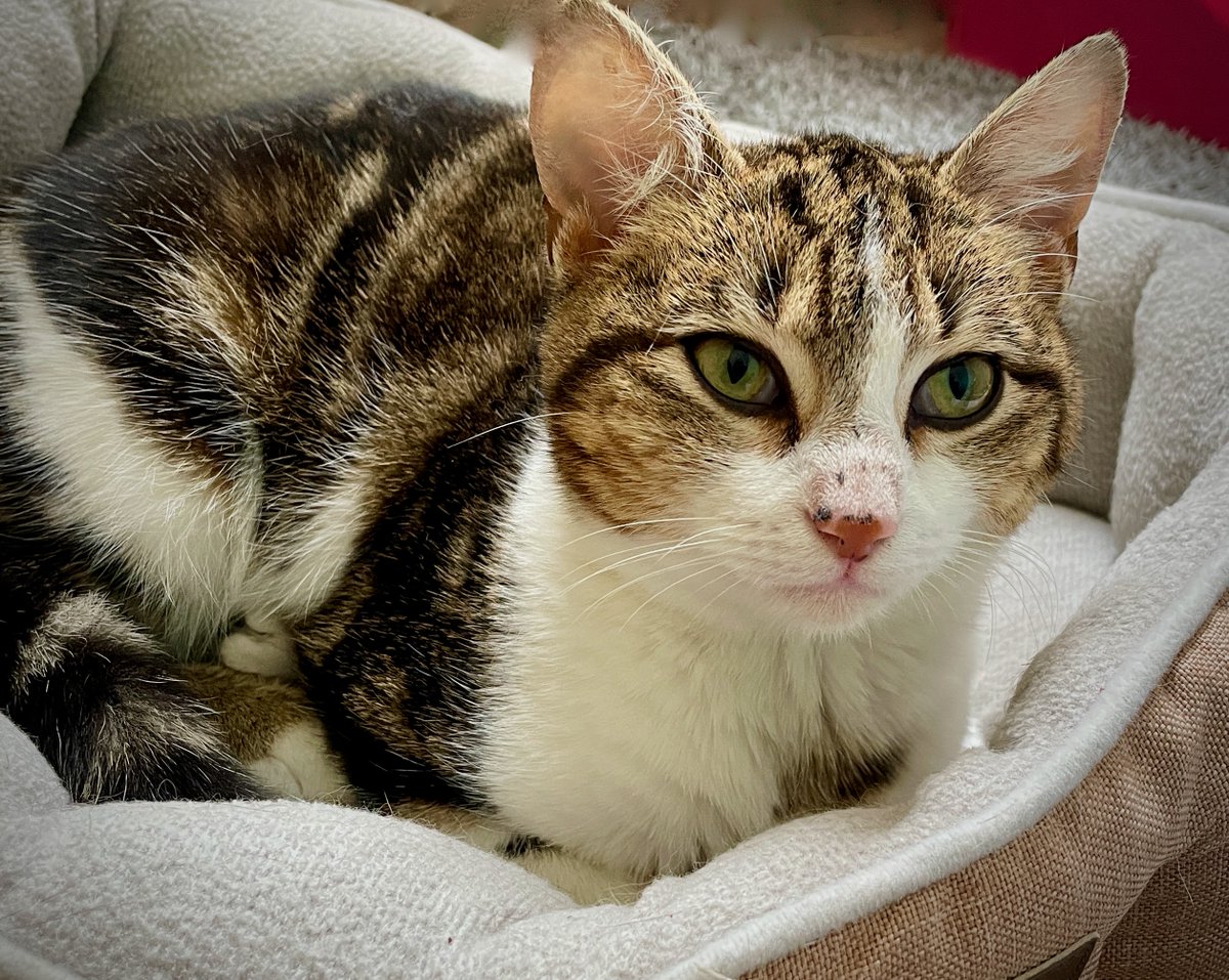 RappCats tweet media