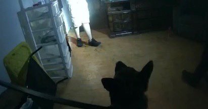 K9Timur's tweet photo. Helped a local agency with a fleeing suspect after a pursuit. Peaceful surrender after tracking to an apartment. Booked on 3 felonies….@UplandPD_Chief https://t.co/q40pyeURSu