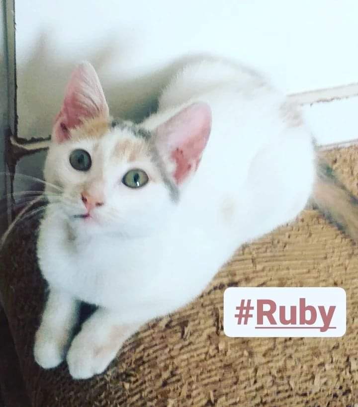 #Ruby hace su primer desfile en público y esperemos que sea suficiente para que encontrar al humanx de su vida
Llegó con una herida en el cuello posiblemente por mordedura de perro 🤕
Ya está desparasitada y despulgada lista para irse con una familia para toda su vida
2 meses