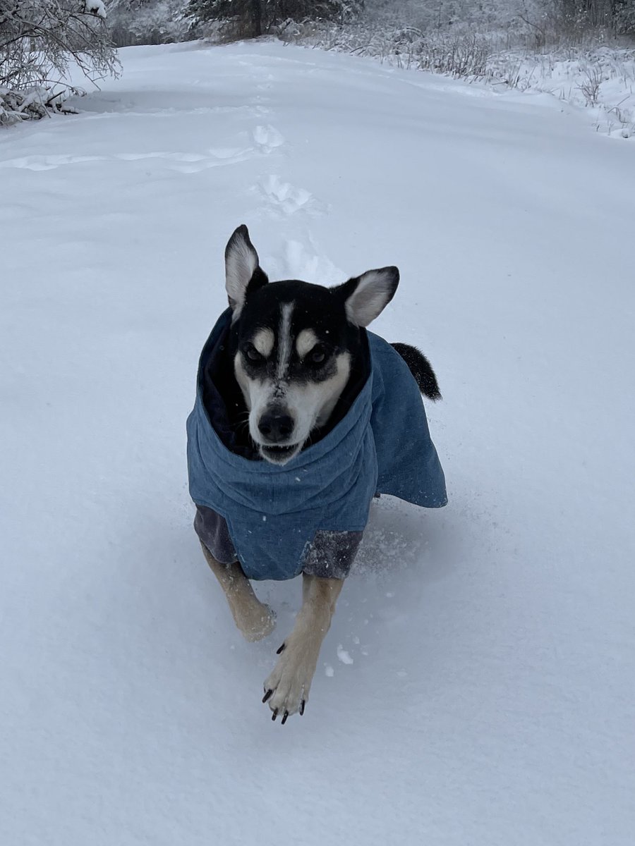 Our dogs now have matching coats. <a href="/HurttaAmerica/">Hurtta America</a> if these two aren’t model material, I don’t know who is