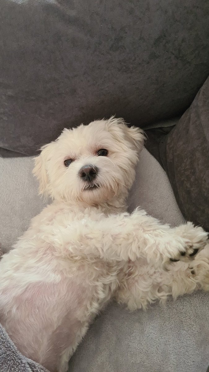 SamFranz15's tweet photo. @taylormomsen Awwww💔💔💔 this is my baby https://t.co/bnIwDJnUGc