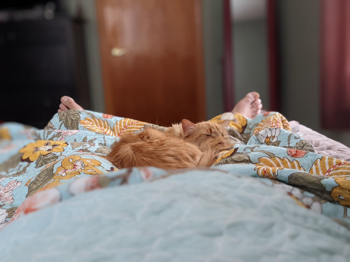 proxzerk's tweet photo. This is the #cat that never comes near us... Yet I wake like this today. 

Everybody, be cool... It's happening. https://t.co/s96imEKUz3