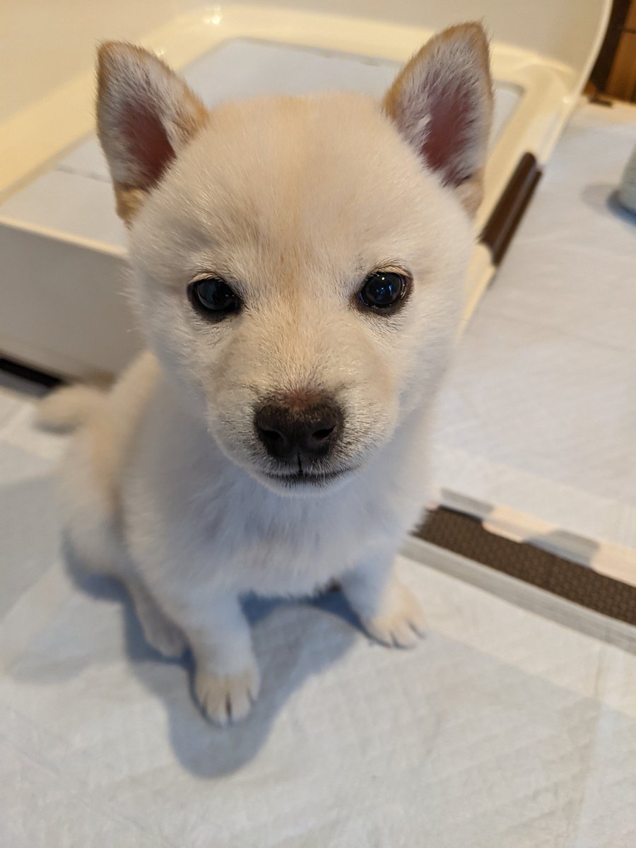 タグ 豆柴 の注目ツイート メガとんトラック