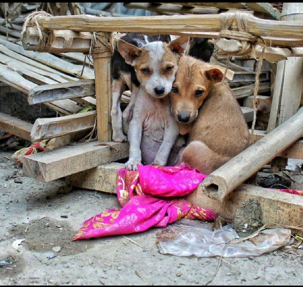 kaylamarie413's tweet photo. Shelters in #Ukraine need help. They need volunteers to help the animals. They can be reached on facebook. If anyone can volunteer for any of these shelters please let me know and I can relay the message. #UkraineAnimals #SOS #HELP #getoutrussia https://t.co/E4N7qTfdHk