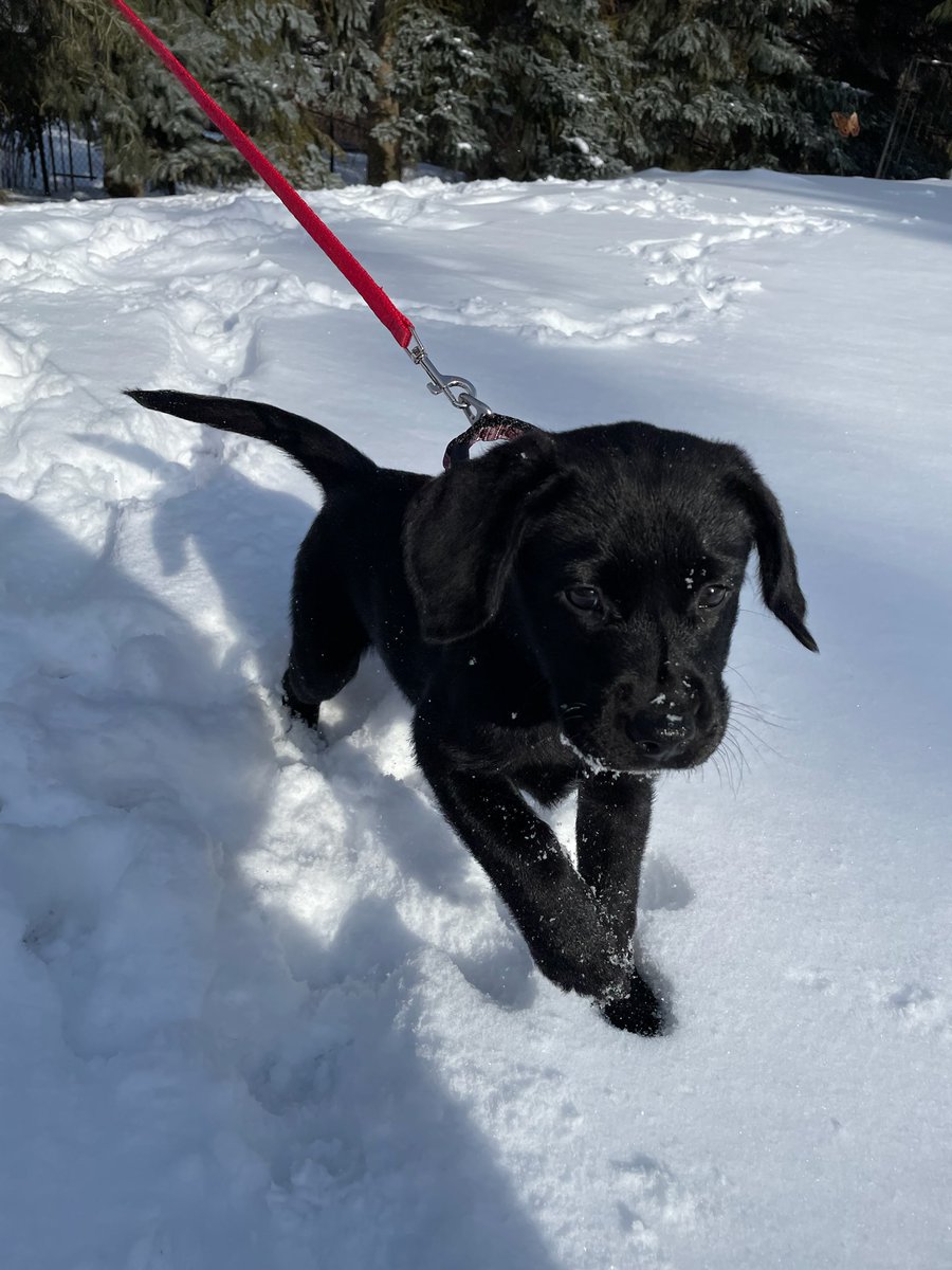abellinigi's tweet photo. Welcome to the family Sadie! https://t.co/0caWhGOh4X