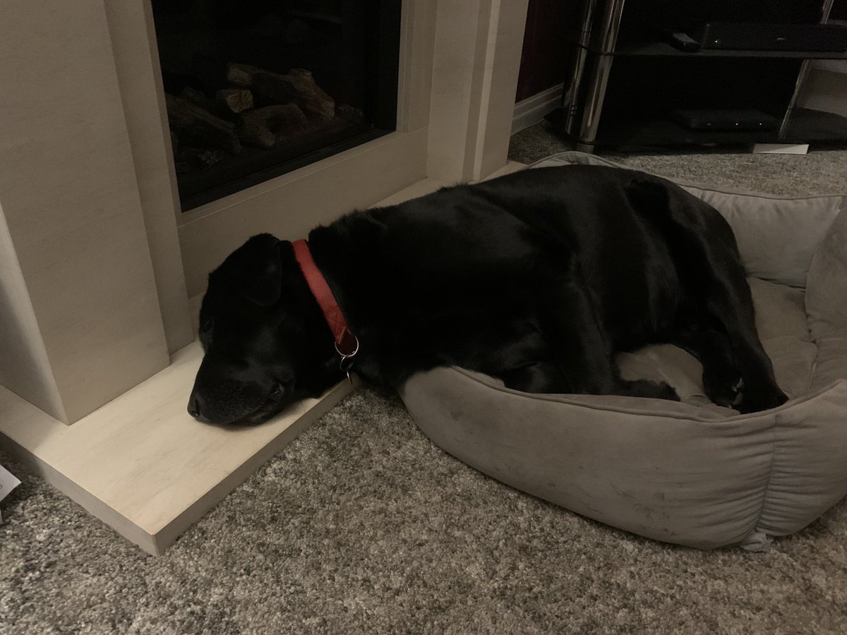Simbas_Dad1's tweet photo. What you mean pillow dis is pillow #dogsoftwitter https://t.co/RIhZG24vfU