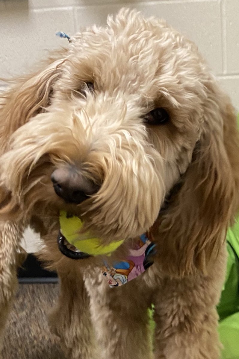SampsonErikka's tweet photo. Harper girl 🧡🐾 What me a happy girl? A new ball 🎾 from that tall boy who has a ball on a stick. I wonder where he got that thing? #LincolnPrideWCS https://t.co/gw0oagB61T