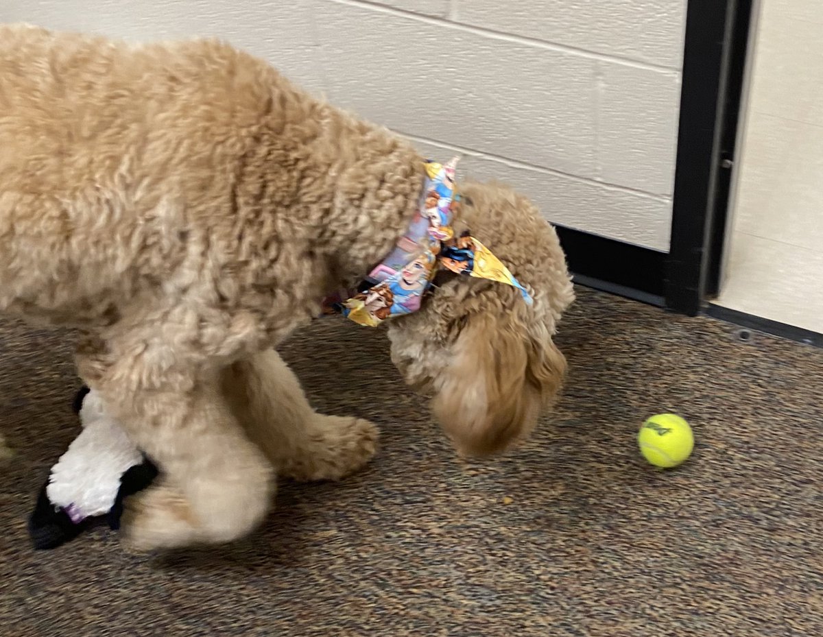 SampsonErikka's tweet photo. Harper girl 🧡🐾 What me a happy girl? A new ball 🎾 from that tall boy who has a ball on a stick. I wonder where he got that thing? #LincolnPrideWCS https://t.co/gw0oagB61T