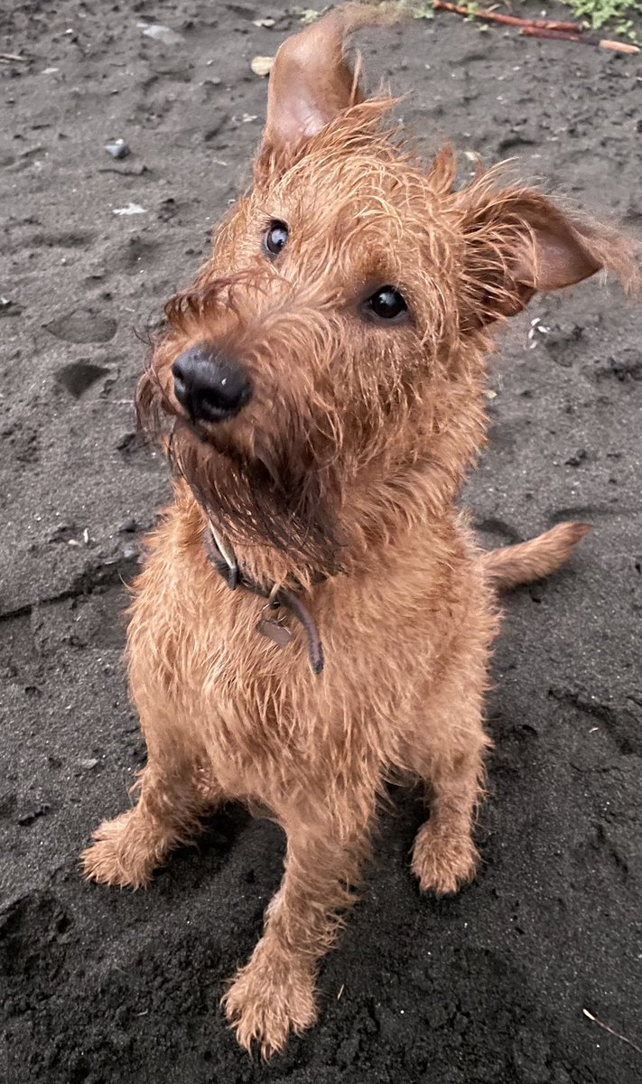 For those enjoying Donnie the Irish Terrier's success at Crufts, here's our gorgeous Dotty who's egging him on, and would like to point out that the shaggy look is worthy of respect too...