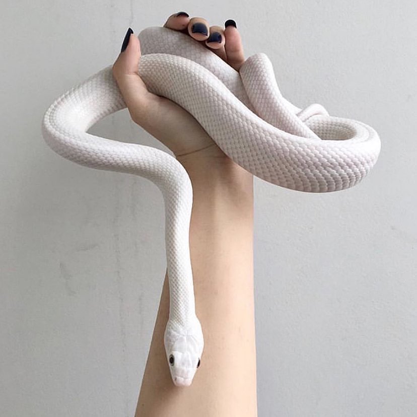 SilverxSnake's tweet image. 𝙽𝚊𝚖𝚎 : 𝚄𝚗𝚔𝚗𝚘𝚠𝚗 𝚌𝚊𝚕𝚕 𝚖𝚎 𝙼𝚊𝚒𝚔𝚊𝚞 

𝙰𝚐𝚎 : 𝟸𝟽

𝙼𝚍𝚗𝚒, 𝙱𝚒𝚜𝚎𝚡𝚞𝚊𝚕, 𝚃𝚊𝚝𝚝𝚘𝚘 𝙴𝚗𝚝𝚑𝚞𝚜𝚒𝚊𝚜𝚝 

                  𝙻𝚒𝚔𝚎/𝚁𝚎𝚝𝚠𝚎𝚎𝚝