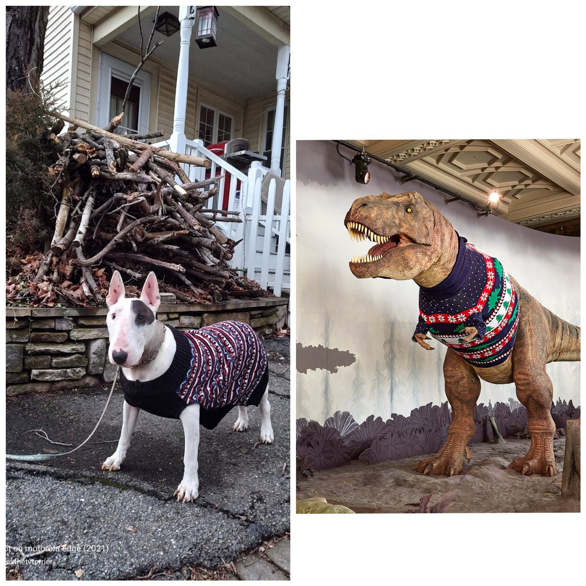 Spike The Rescue Pup & Rex The TV Terrier ®🌈🐾 tweet media