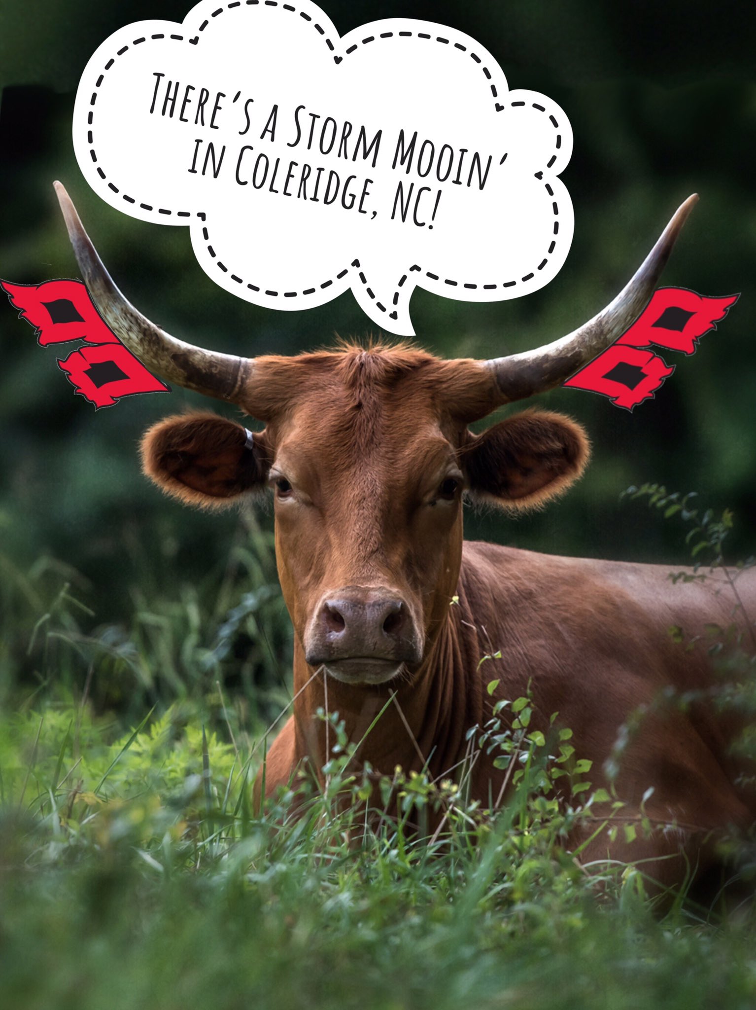 Ozark Akerz Regenerative Farm on Twitter "There’s a Storm Mooin’ in