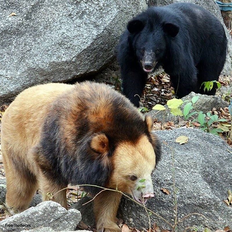 Окрас медведей. Гималайский белогрудый медведь. Золотистый Гималайский медведь. Бурый и Гималайский медведь. Гималайский Гризли.