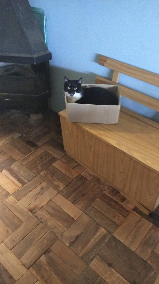 Magiasbook's tweet photo. @NetflixBrasil Esse meliante aí,mora no minha caixa minha vida é o Astolfo 🐱🐱 https://t.co/ZYmyDwA9Lx