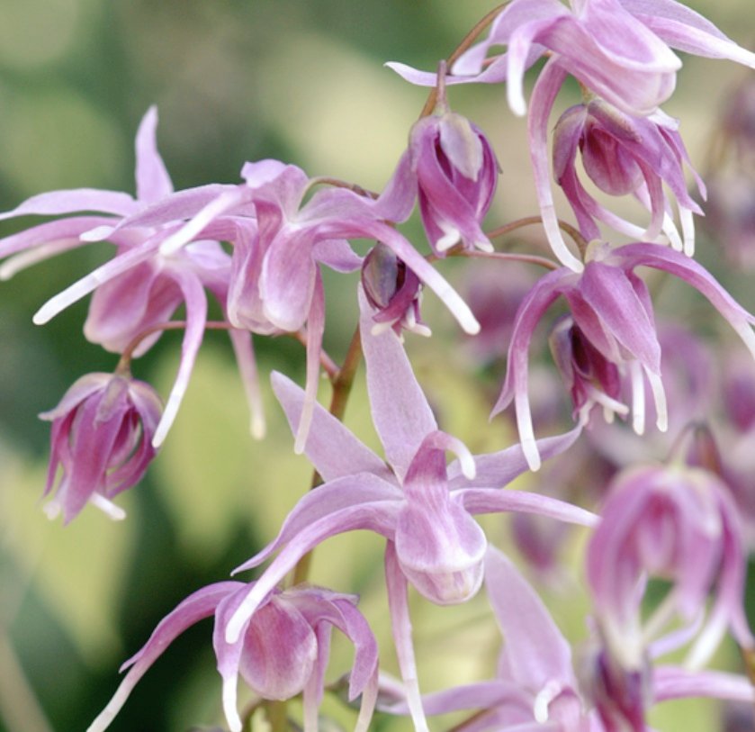 リーママ グッジョブマイライフ 17日お休みします おはようございます 3月13日の誕生花は イカリソウ いかりの様な形をした花を 4 5月に咲かせます 花言葉 は 君を離さない 旅立ち 船のいかりを引き上げているような 花姿から船出を