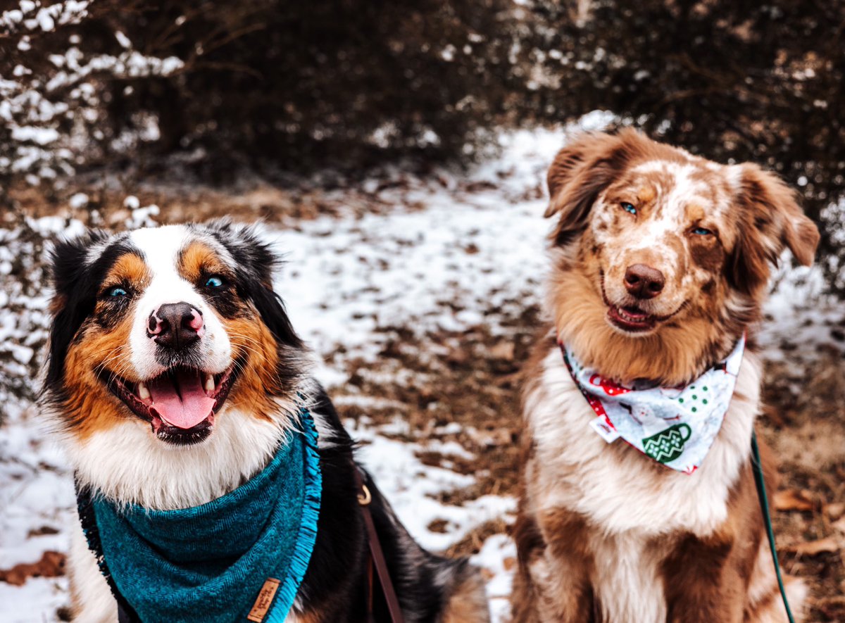 Echo Storm tweet media