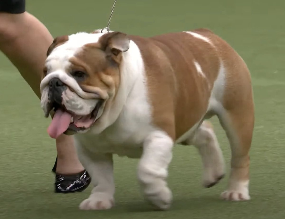 JemimaHarrison's tweet photo. CRUFTS 2022: Best of Breed Bulldog. Very, very disappointing. https://t.co/zfm67FerDT