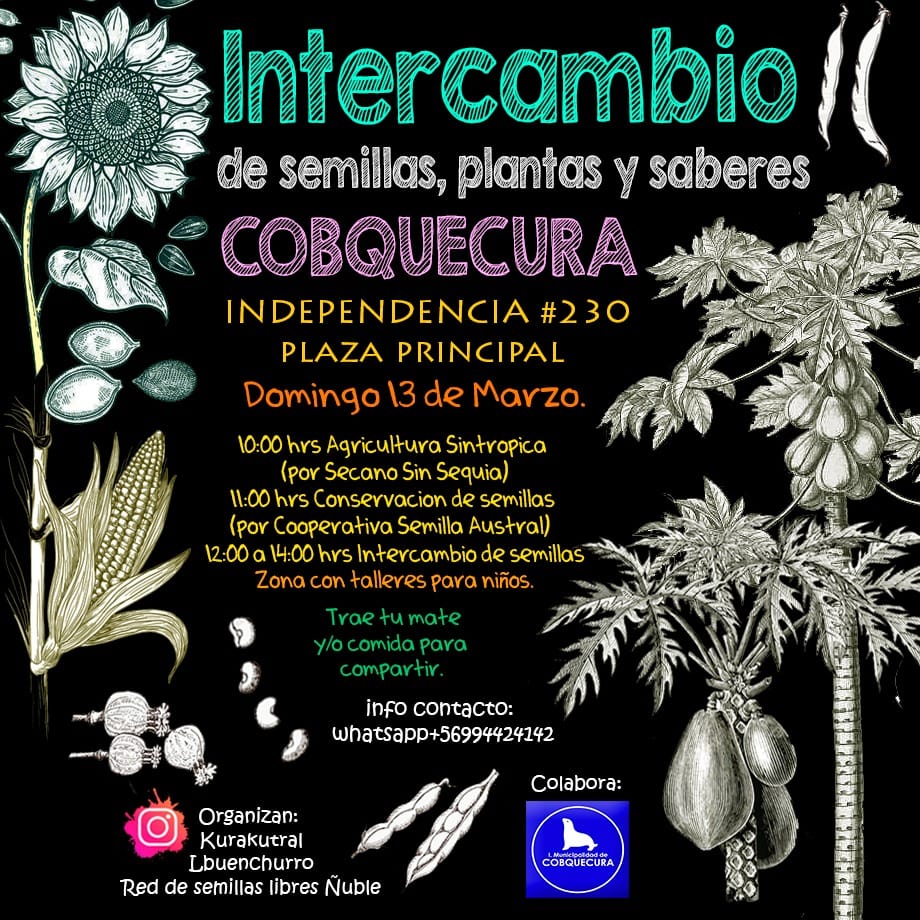asach_ambiente's tweet photo. En Cobquecura se desarrollará un "Intercambio de Semillas" este domingo 13 de marzo de 2022 en la plaza principal (Independencia 230).
10:00 hrs Agricultura Sintrópica
11:00 hrs Conservación de Semillas
12 a 14 hrs Intercambio de Semillas
Invita: Red de Semillas Libres de Ñuble https://t.co/8RzhPVVIUx