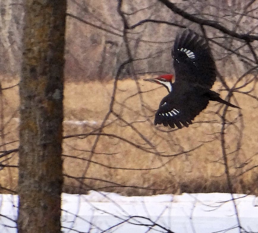 Pileated woodpecker in Wisconsin