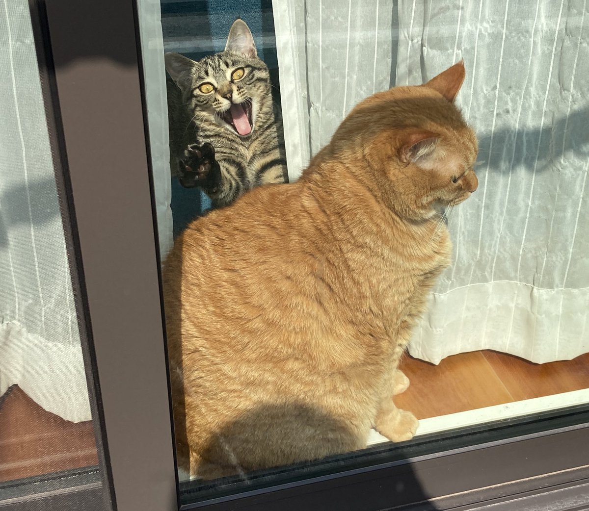 ここに来て最高に笑えた一枚が撮れた　#猫　#猫のいる暮らし　#デカ猫　#子猫　＃煽ってるように見える https://t.co/0pH4ss8j9n