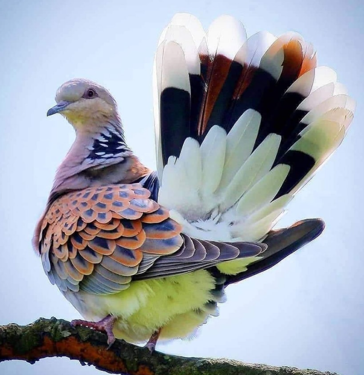 GodCreated_'s tweet photo. Beautiful Turtle Dove Streptopelia Turtur 
#Creation #Birds #God #Genesis #Inthebeginning https://t.co/VAv0rEfhRF