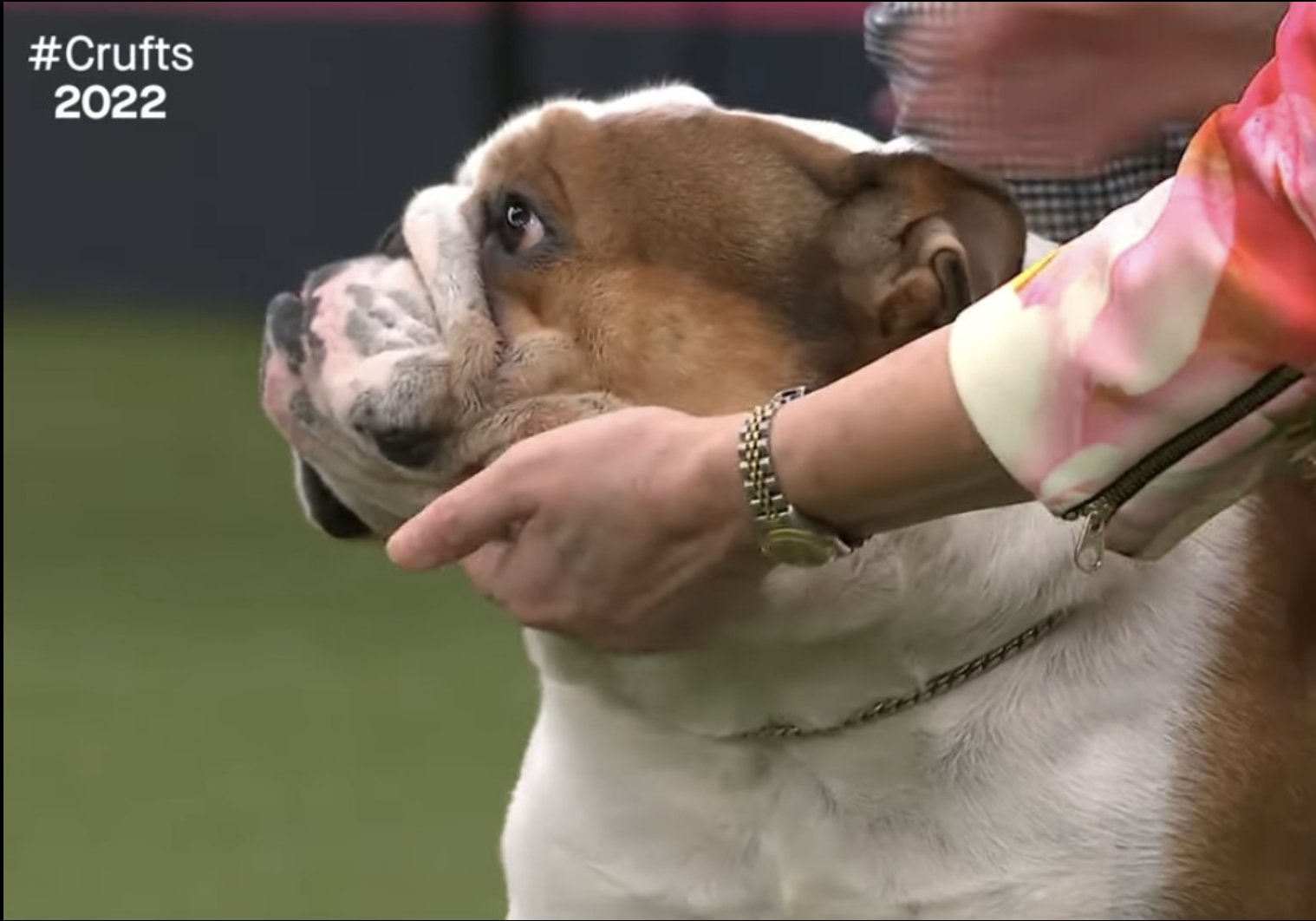 Jemima Harrison on Twitter "CRUFTS 2022 Best of Breed Bulldog. Very