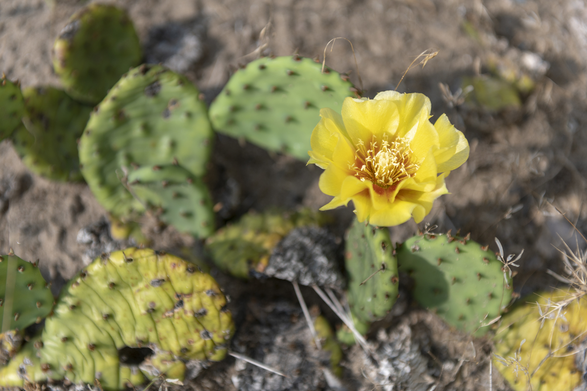 PointPeleeNP's tweet photo. Introducing native species into your garden is a great way to help prevent their spread. The Ontario Invasive Plants Council offers gardeners a downloadable guide featuring native plants to choose over invasives. #GrowMeInstead 
ℹ️ https://t.co/Rym5xq9QUf https://t.co/BZRIjzegfp