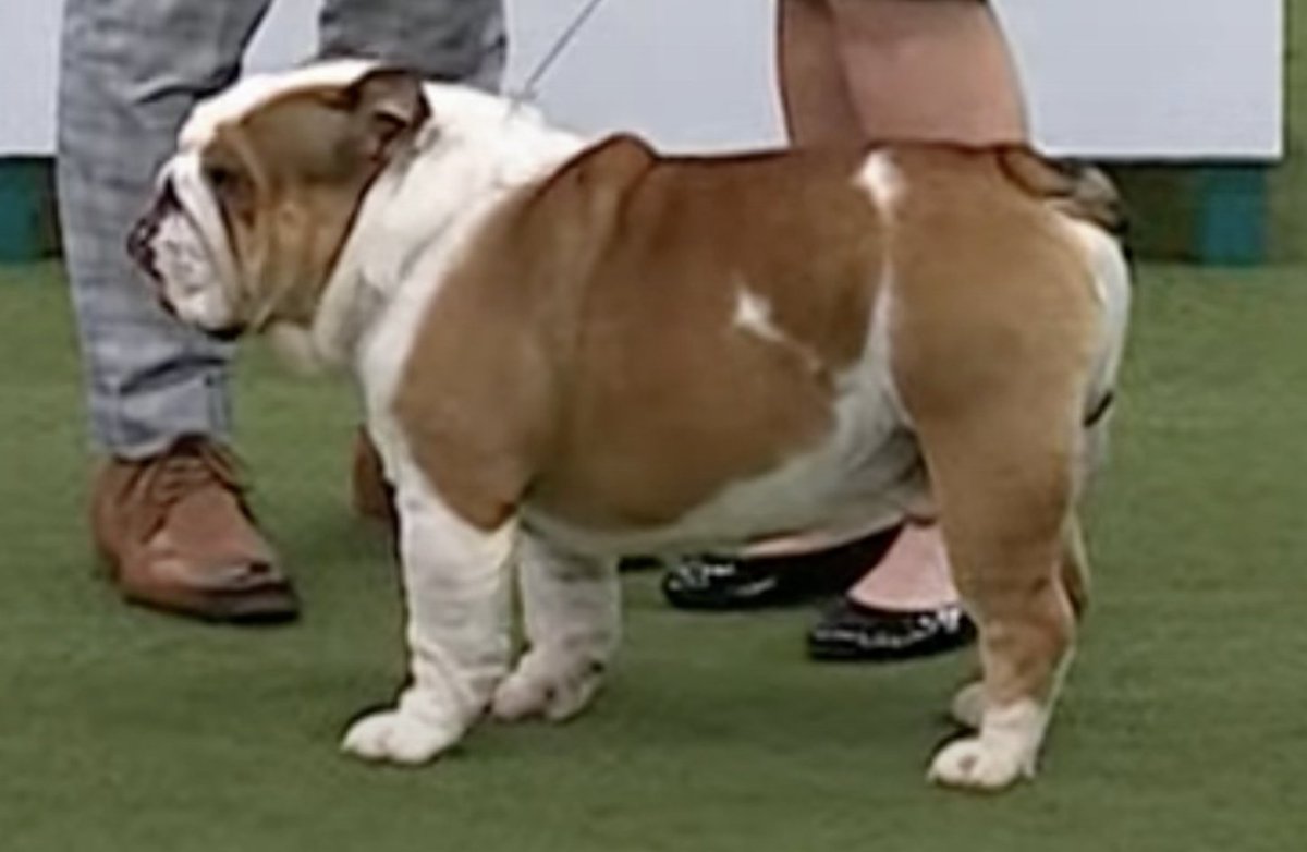 JemimaHarrison's tweet photo. CRUFTS 2022: Best of Breed Bulldog. Very, very disappointing. https://t.co/zfm67FerDT