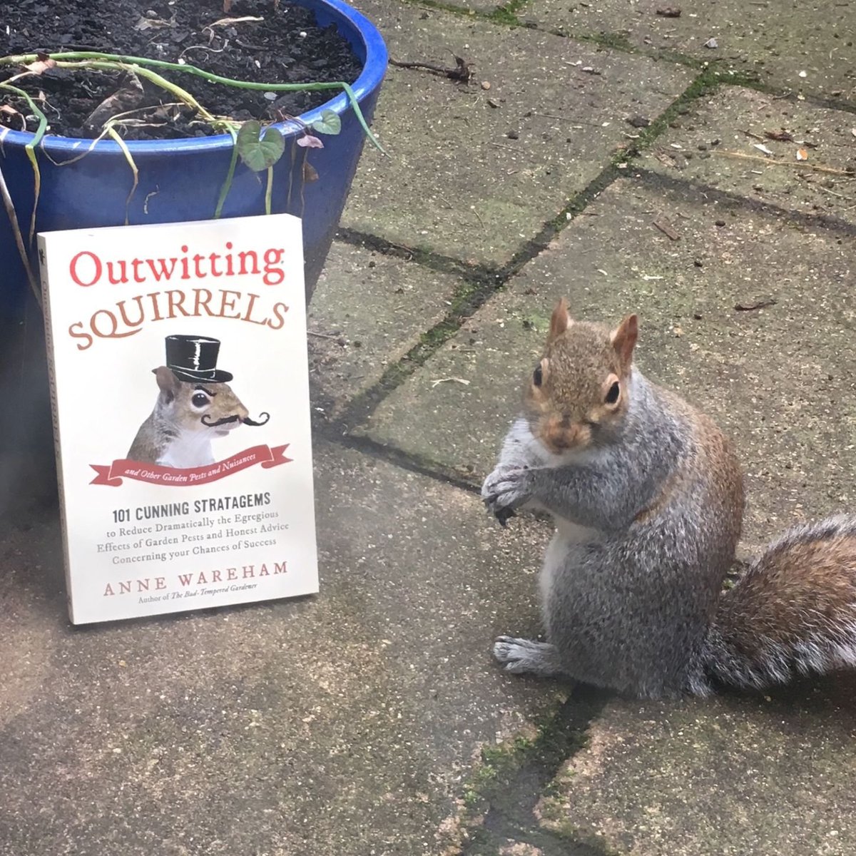 PierreLabMN's tweet photo. #TheTruth about Outwitting #Squirrels 🌰 https://t.co/vUew8nejPW #TheTruths 😎 🤗 https://t.co/kO885yVLNS