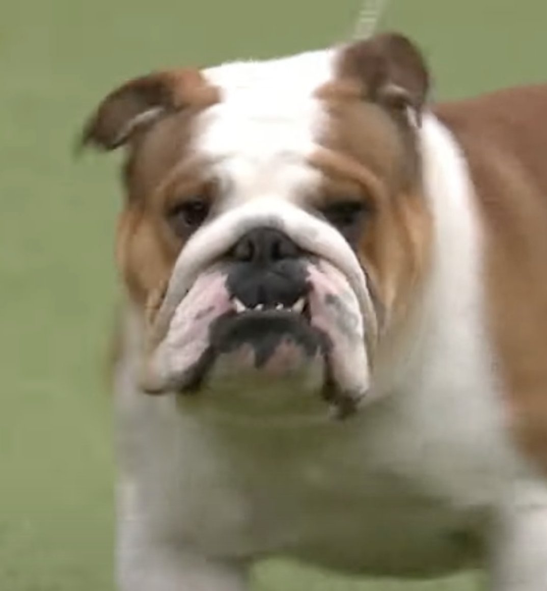 Jemima Harrison on Twitter "CRUFTS 2022 Best of Breed Bulldog. Very
