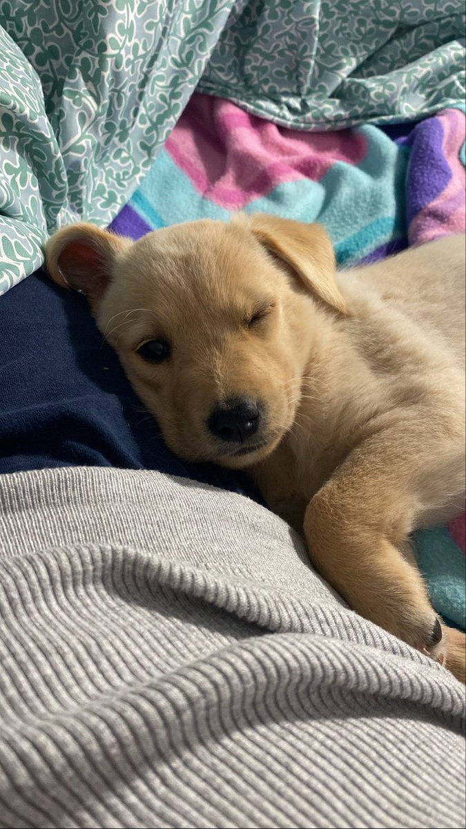 _beamarin's tweet photo. Aquí también merecéis conocer a Boira 🐾💜 https://t.co/jjYjOawahD