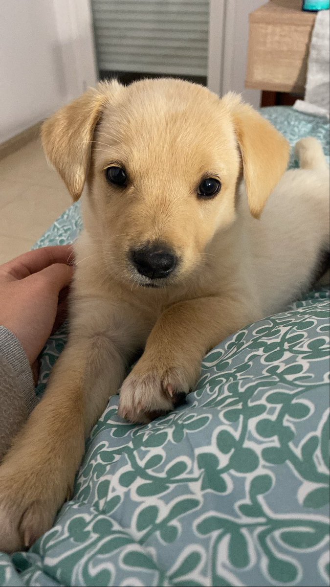 _beamarin's tweet photo. Aquí también merecéis conocer a Boira 🐾💜 https://t.co/jjYjOawahD