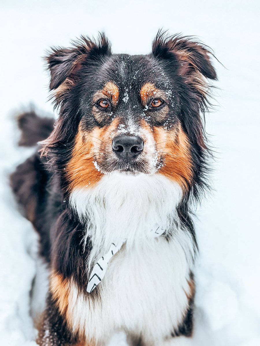 Fox + Maggie tweet media